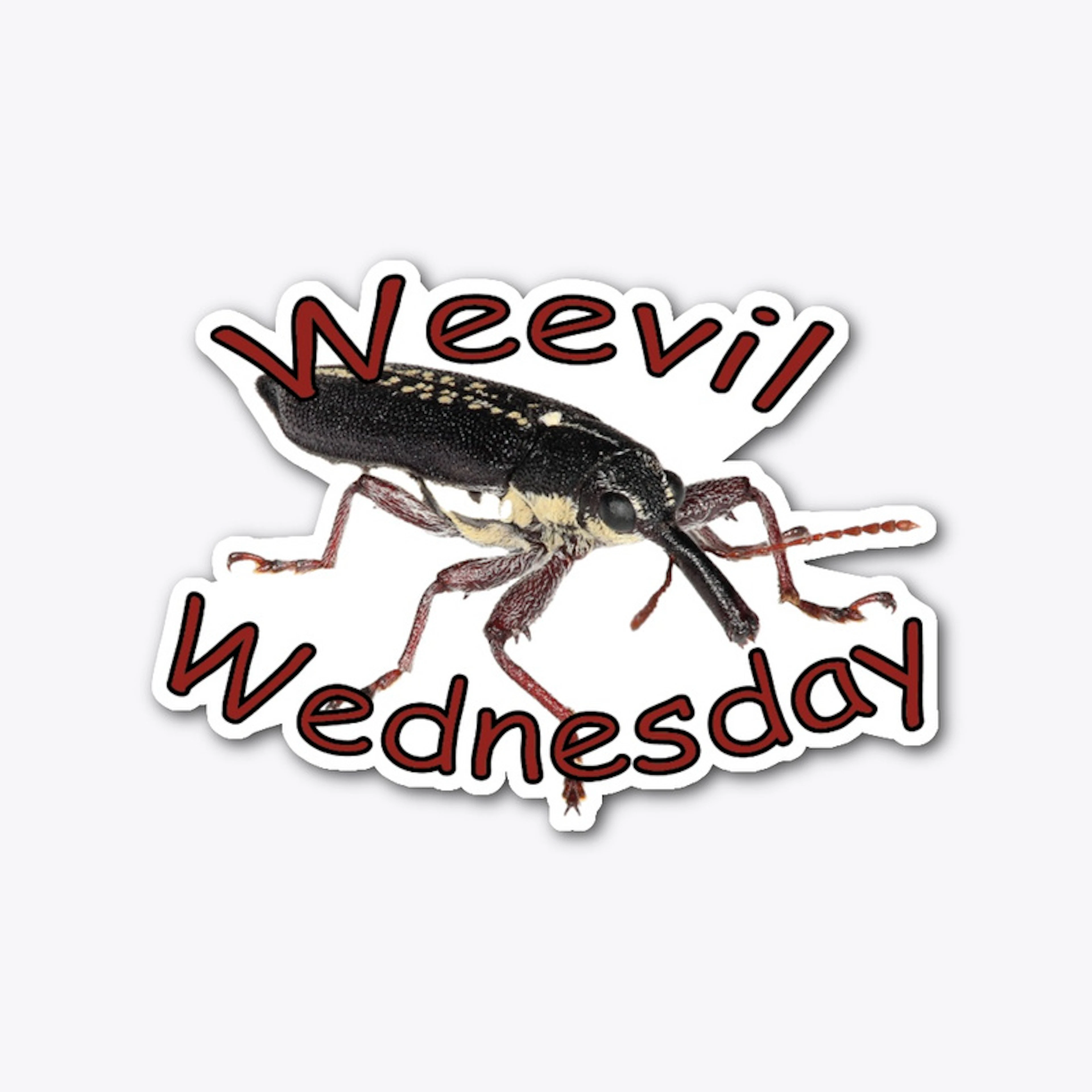 Weevil Wednesday